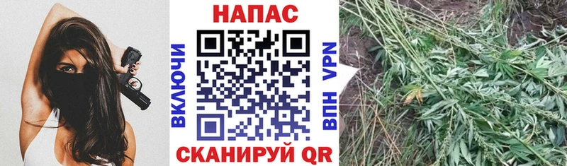 KRAKEN   Берёзовка  Конопля ГИДРОПОН 